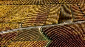 Des vignes près de Beaune (Côte-d'Or), le 18 octobre 2017