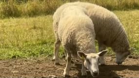 La campagne de vaccination commence lundi