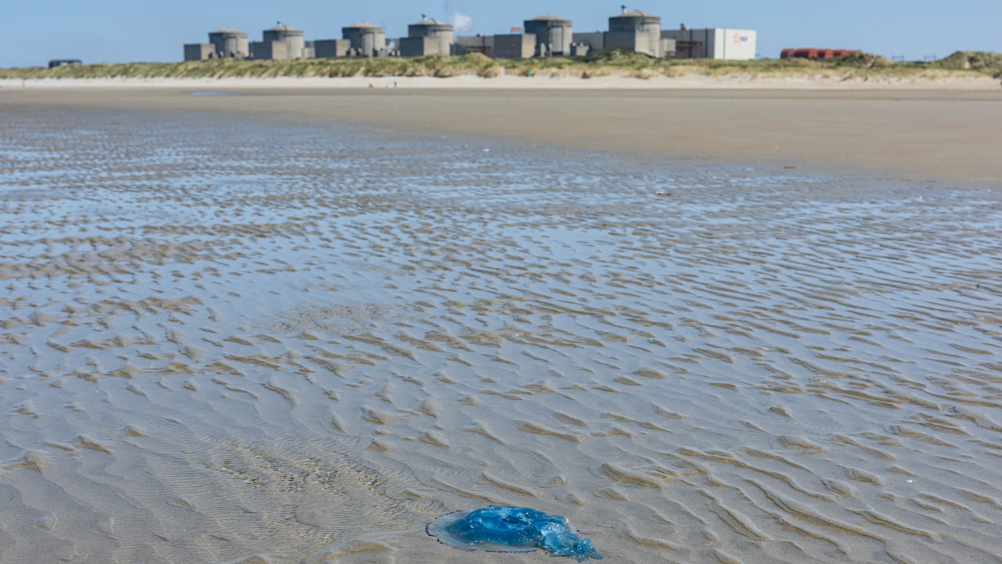D'abord la canicule, puis maintenant une invasion de méduses: le parc nucléaire d'EDF atteint un pic d'indisponibilité 