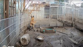 De nombreux chiens étaient mal nourris et vivaient dans des conditions indignes au sein du refuge "L'Arche de Noël" dans l'Hérault. 
