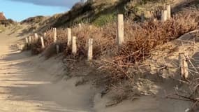 Les sapins de noël sont replantés à Wissant pour former une barrière naturelle et lutter contre l'érosion.