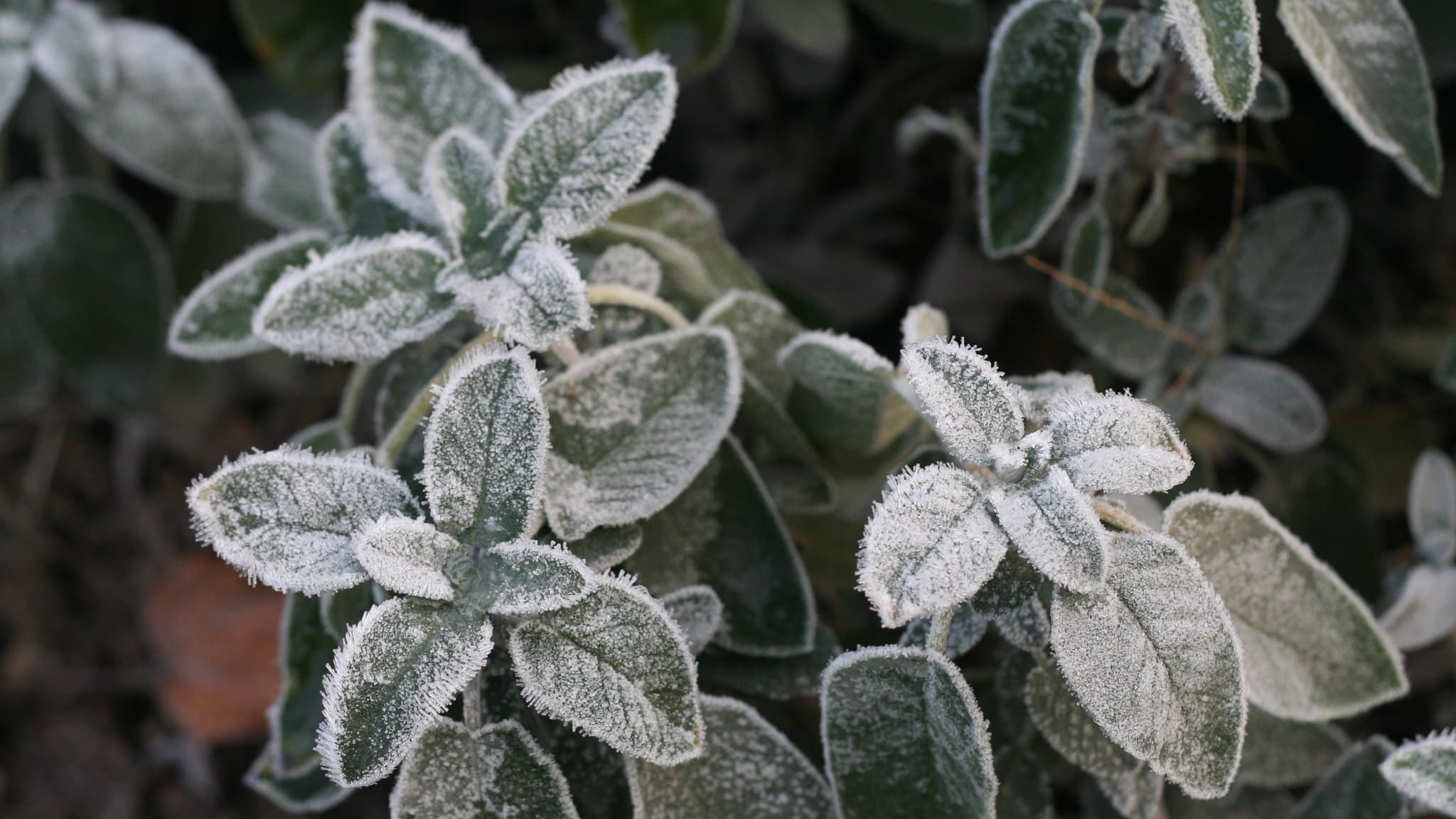 Comment protéger ses arbustes du froid en hiver ?
