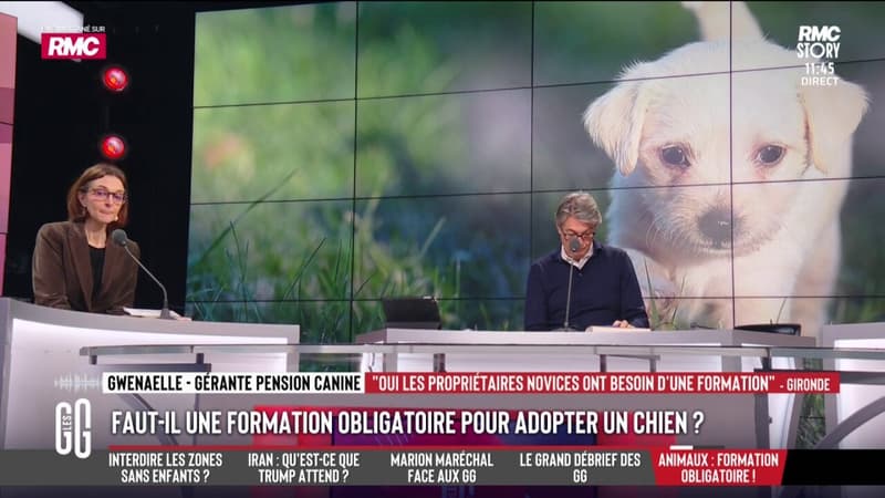 Faut-il une formation pour pouvoir adopter un chien?