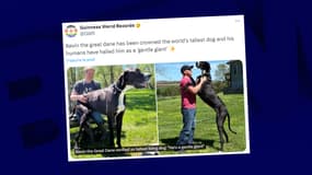 Kevin, le plus grand chien du monde vivant enregistré par le Guinness des records, avec son propriétaire Roger Wolfe à Des Moines, dans l'Iowa, aux États-Unis