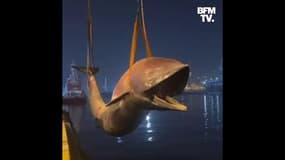 La carcasse d'une énorme baleine retrouvée près de Naples