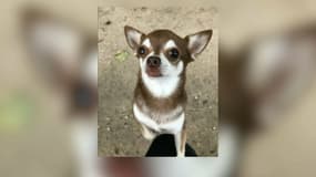 Le chien Pistache, écrasé par un cycliste dans une forêt francilienne