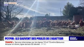 Bouches-du-Rhône: ils sauvent des poules pondeuses de l'abattoir