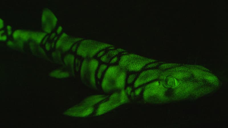 Un requin fluorescent photographié en 2015 au large de San Diego