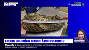Bouches-du-Rhône: la plus grande huître du monde découverte à Port-Saint-Louis-du-Rhône