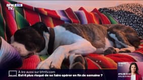 Un Français sur trois dort avec son animal de compagnie, mais est-ce un réel bienfait?