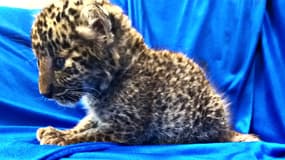 Un bébé léopard a été retrouvé dans un bagage à main, en Inde, ce samedi 2 février 2019