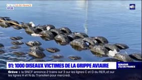Essonne: 1000 oiseaux victimes de la grippe aviaire