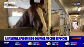 À Saverne, une épidémie de gourme s'est déclarée au club hippique