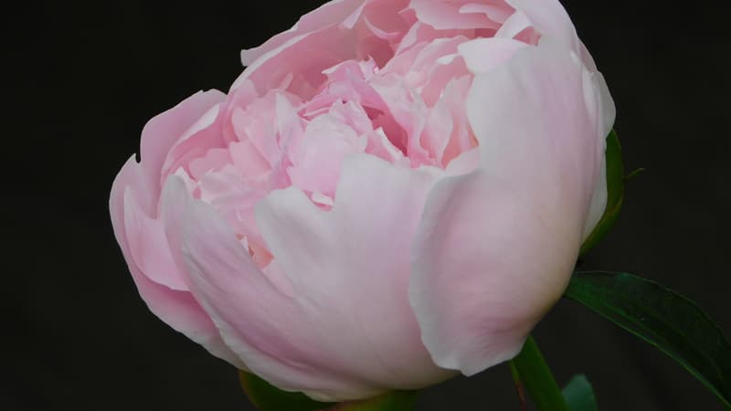 Fête des mères: pourquoi le bouquet de pivoines chez le fleuriste coûte si cher cette année