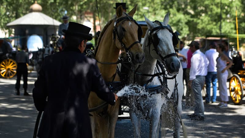 Un propriétaire de calèche rafraîchit ses chevaux sous une chaleur étouffante, le 26 avril 2023 à Séville. (illustration)