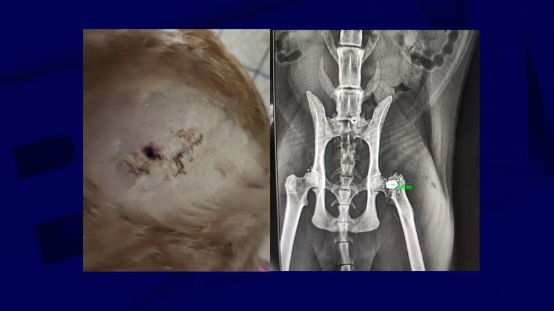 Capture d'écran du compte Facebook de Valérie Faucard Drot, propriétaire de Cooky. Sur la radiographie, on aperçoit la balle logée dans la tête du fémur de l'animal. 