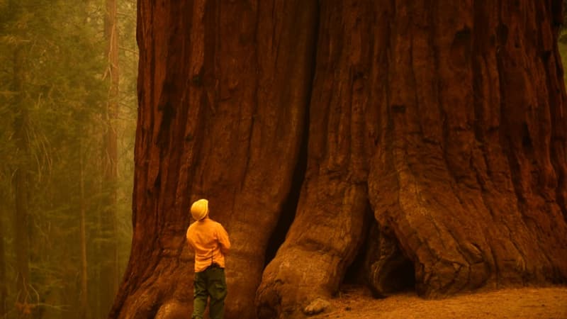 États-Unis: un feu de forêt hors de contrôle menace les séquoias géants du parc de Yosemite