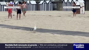Le Touquet-Paris-Plage lutte contre la prolifération des goélands