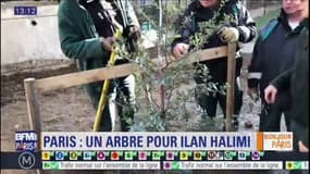 Un arbre planté en mémoire d'Ilan Halimi: "Paris n'oubliera jamais"