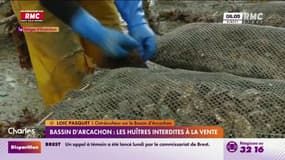 Bassin d'Arcachon : les huîtres interdites à la vente
