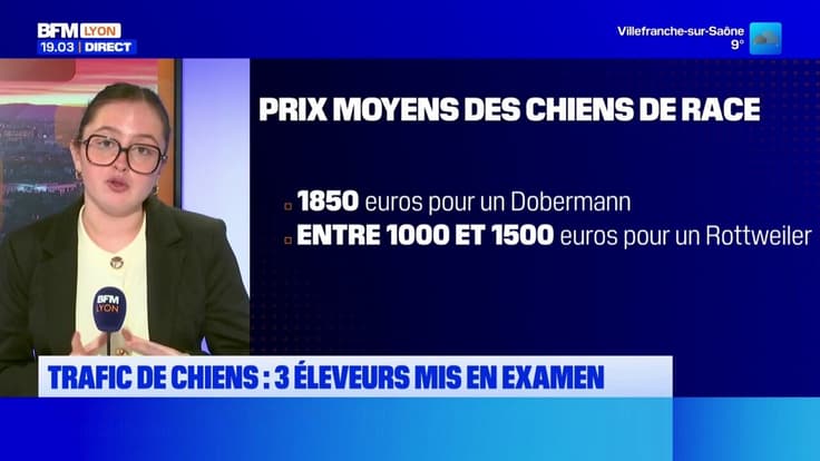 Trafic de chiens : 3 éleveurs mis en examen 