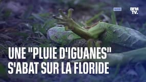 Une "pluie d'iguanes" s'abat sur la Floride