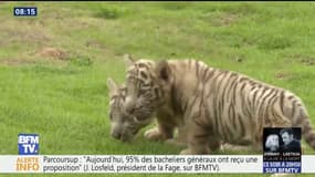 Deux petits tigres blancs font leurs premiers pas en Chine