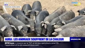 Auvergne-Rhône-Alpes: comment garantir le bien-être des animaux en cas de fortes chaleurs?