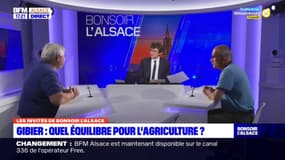 Alsace: quel équilibre entre les chasseurs et les agriculteurs?