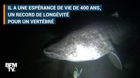 Aviez-vous déjà vu un requin du Groenland?