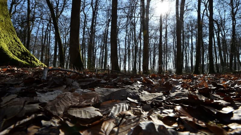 Un hectare de forêt se négocie aujourd'hui en moyenne à 4.250 euros