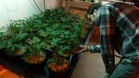 Le cannabis a rapporté 50 millions de dollars au Colorado l'an passé