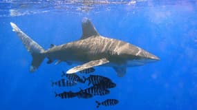 Les requins sont à l'origine de deux attaques mortelles à La Réunion cette année.