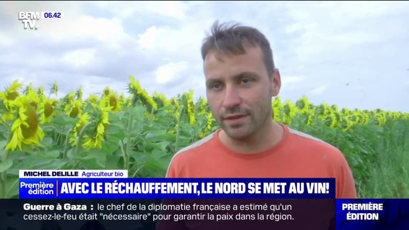 Vignes, lentilles, tournesols... Avec le réchauffement climatique, les agriculteurs du Nord adaptent leurs productions