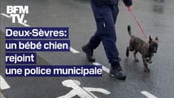 TANGUY DE BFM - Un bébé chien (très mignon) rejoint une police municipale