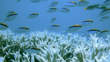 La grande barrière de corail, au large de l'Etat de Queensland dans le nord-est de l'Australie, est menacée à très court terme par la dégradation de l'environnement et pourrait être inscrite par l'Unesco sur la liste des sites du patrimoine "en danger", s