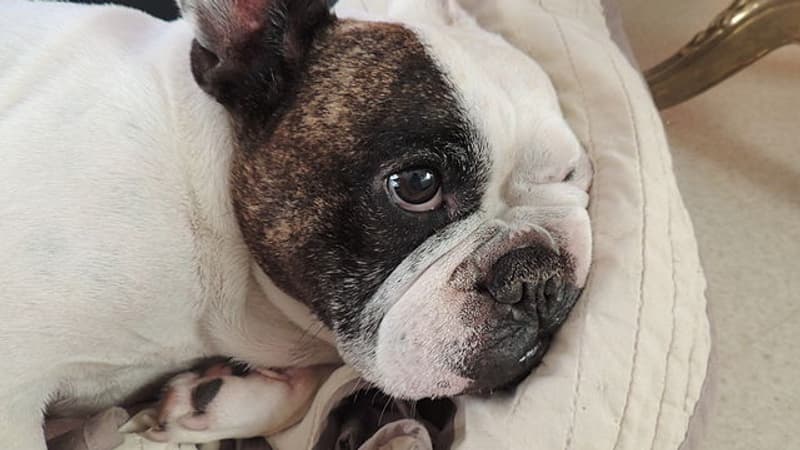 Un chien retrouvé calciné dans une poubelle, un autre à l'article de la mort