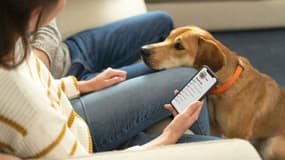 Photo fournie par Embark Veterinary le 15 avril, montrant une personne en train de consulter les résultats du test de l'ADN de son chien sur son téléphone (photo d'illustration)