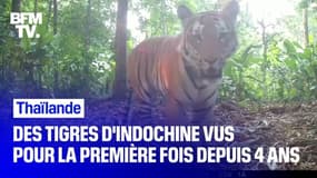 Des images rares de tigres d'Indochine tournées par une ONG en Thaïlande