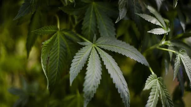 Le cannabidiol, dérivé du cannabis, est autorisé dans certains pays européens et aux Etats-Unis mais il est interdit en France.