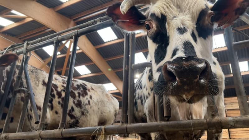 Salon de l'agriculture: des éleveurs lancent une pétition pour que l'égérie ne soit plus une vache