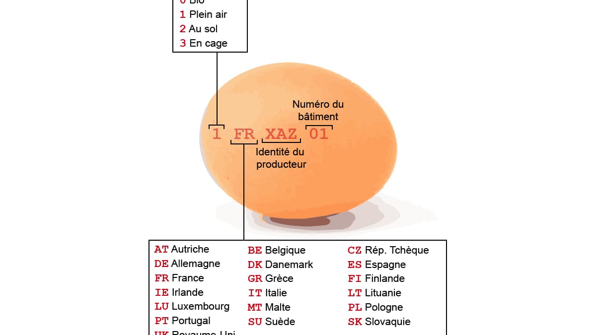 Infographie code œuf Infographie code œuf