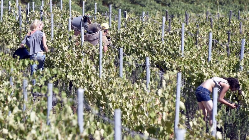Les intempéries ont fait chuter de 12% les récoltes de 2016, selon les chiffres publiés ce vendredi par le ministère de l'Agriculture