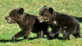Masha et Brundo deux oursons sauvés d'une mort certaine par l'homme mais arrachés à la vie sauvage à Blisna à 20 km de Podgorica au Monténégro, le 28 mars 2017