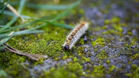 La chenille processionnaire n'est pas une espèce invasive : elle est originaire des forêts de conifères du sud-est de la France