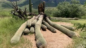 Un cactus bicentenaire a été arraché par de fortes pluies en Arizona