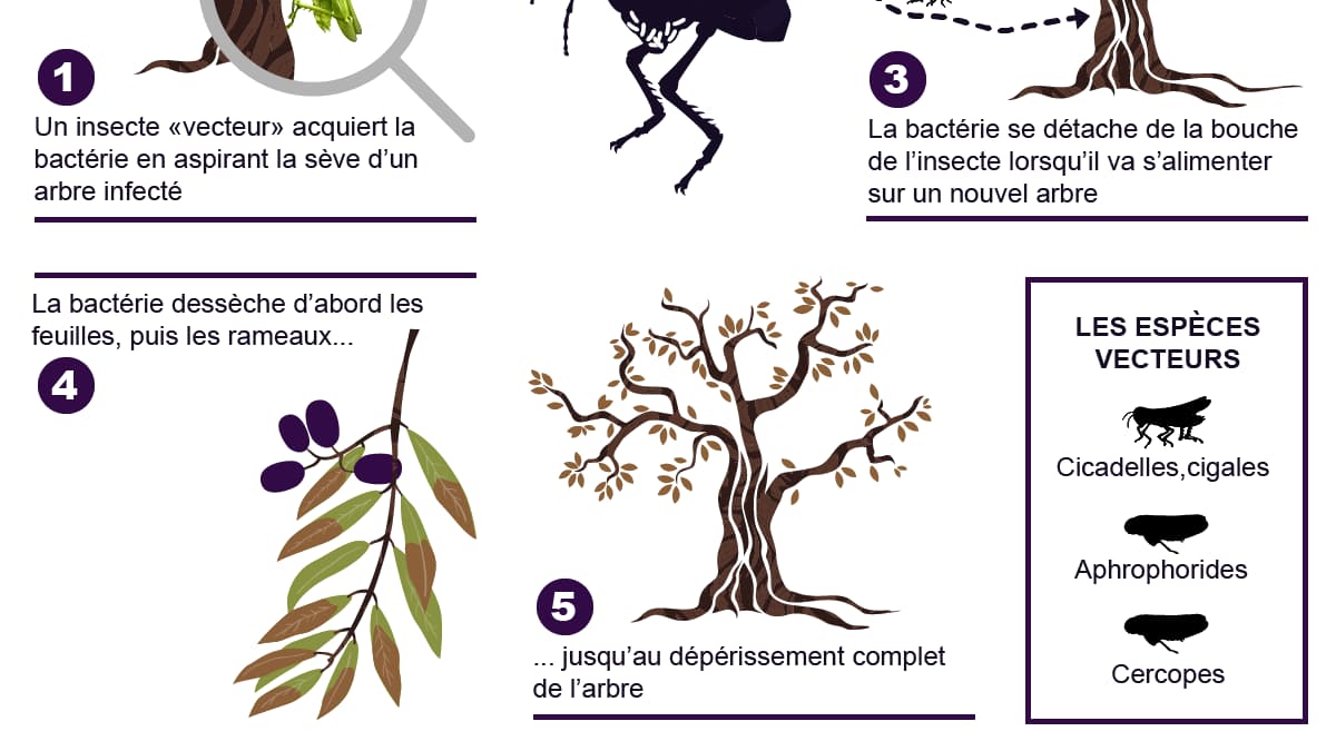 infographie xylella fastidiosa infographie xylella fastidiosa