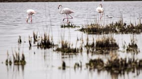 Des flamands roses dans le parc national de Camargue.