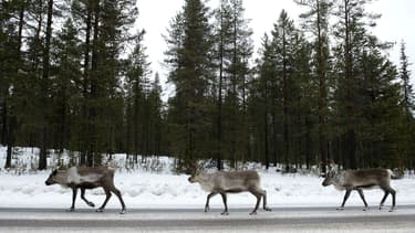 Des rennes à la recherche de sel sur une route en Laponie, le 18 novembre 2012. (Photo d'illustration)
