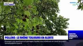 Pollens: le département du Rhône toujours en alerte